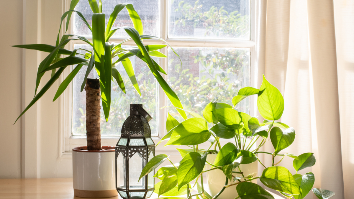 Comment garder vos plantes d'intérieur en bonne santé ?