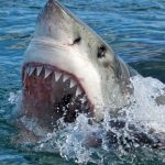 Grand requin blanc bondissant hors de l’eau avec la gueule grande ouverte, prêt à mordre