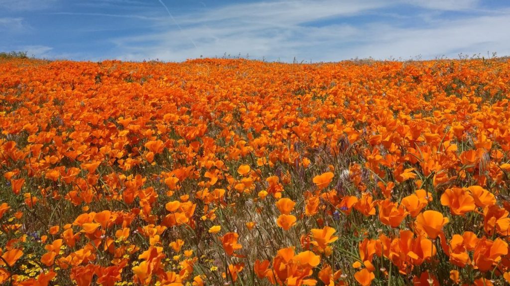 fleurs Californie