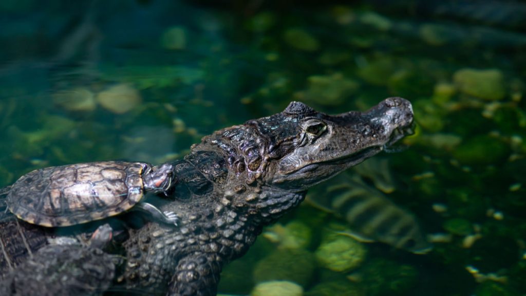 crocodile tortue