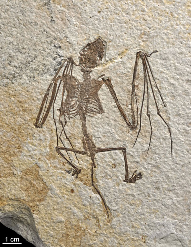 fossile chauve-souris