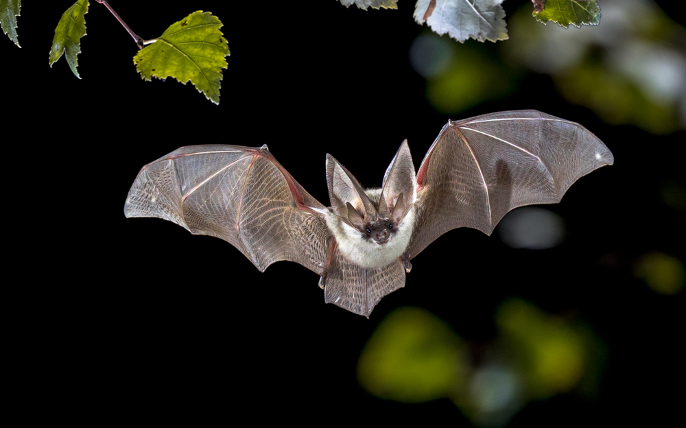 chauve-souris