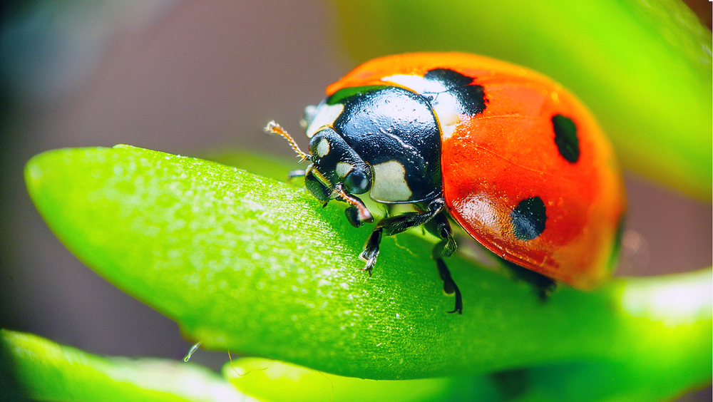 coccinelle