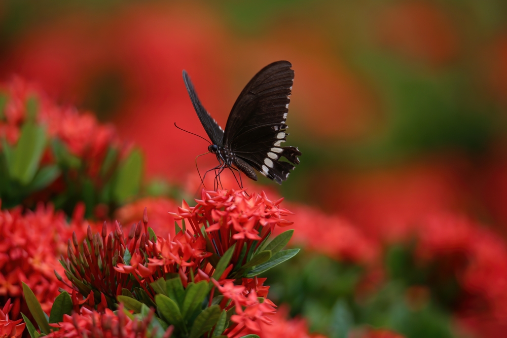 papillon noir