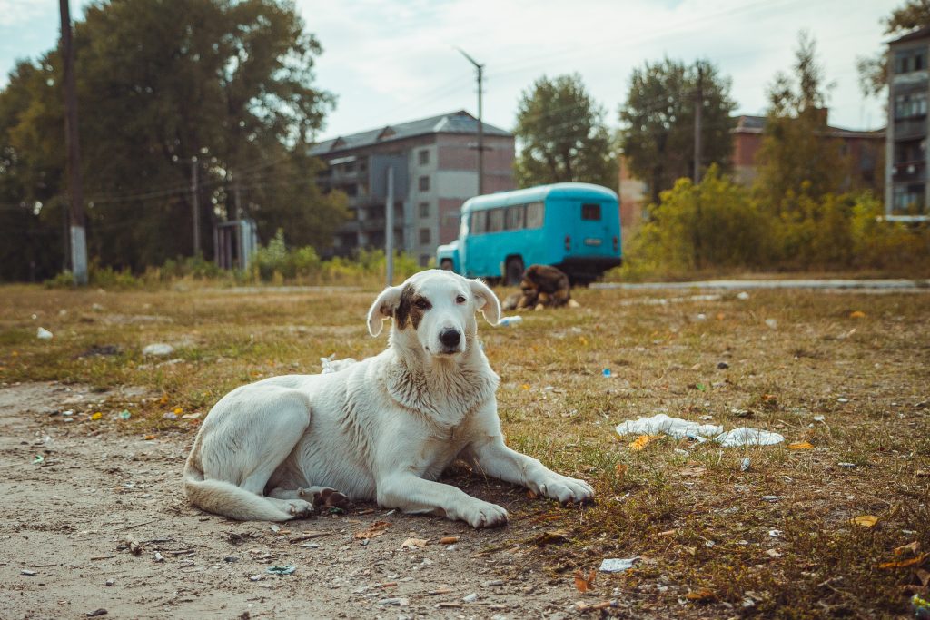 chien Tchernobyl