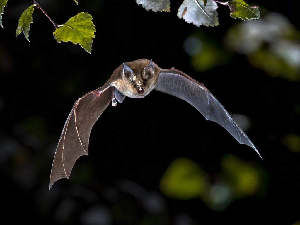 chauve-souris