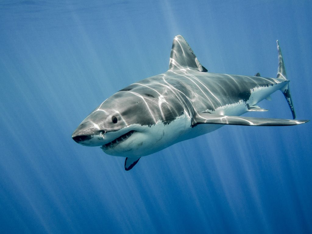 requin