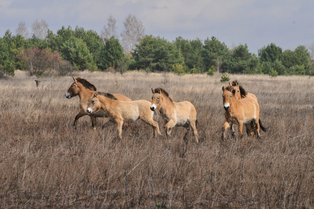 chevaux Tchernobyl