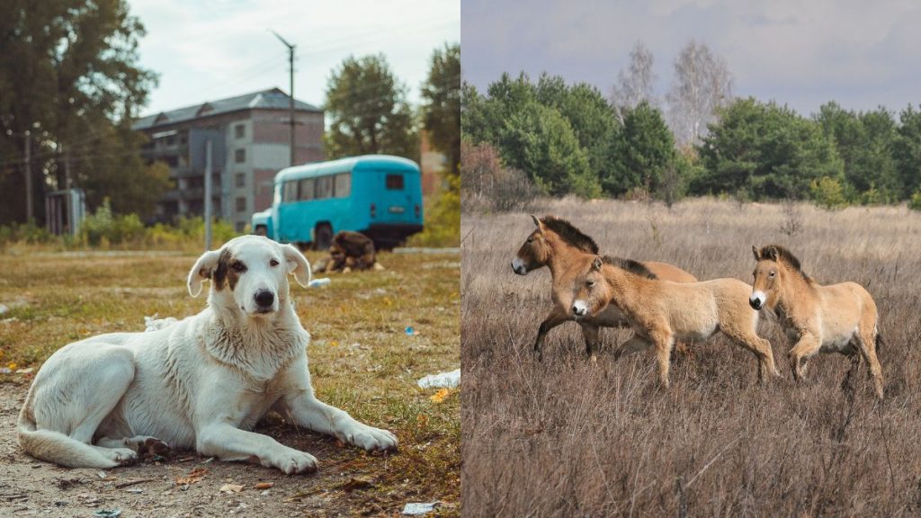animaux Tchernobyl