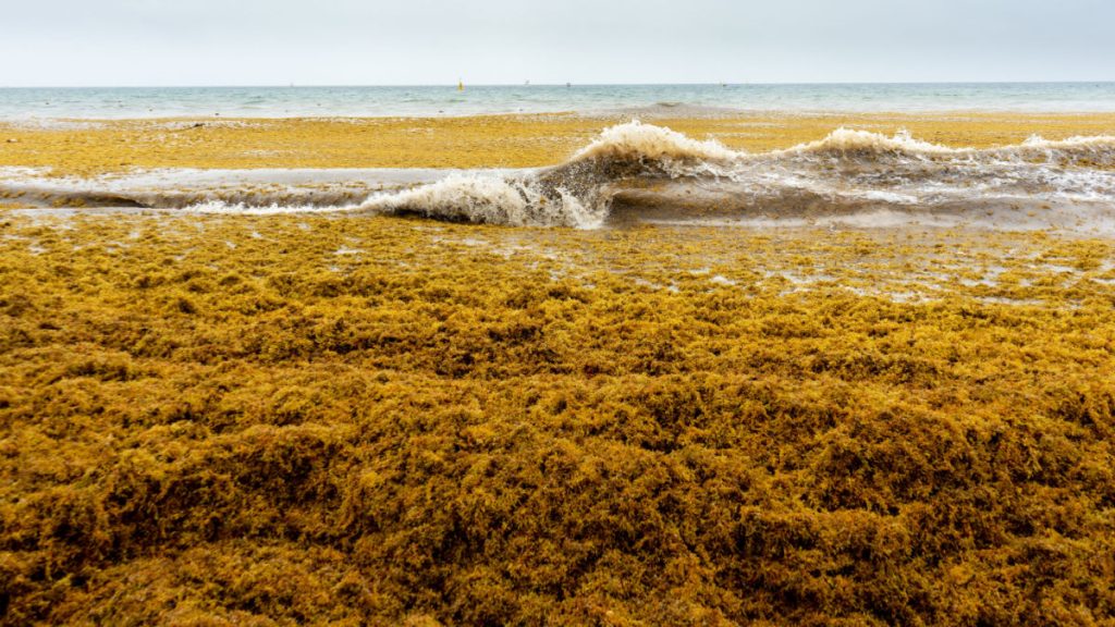 Floride algue brune