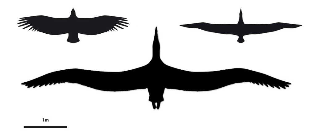 pelagornis sandersi