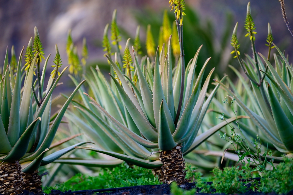 aloe vera