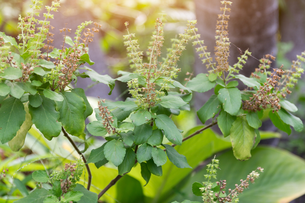 basilic tulsi