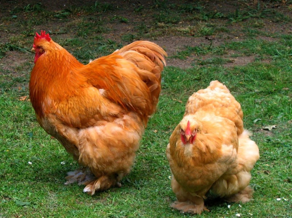 poulets
