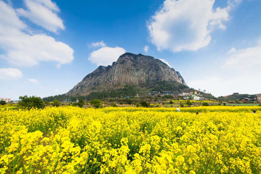 L’île de Jeju