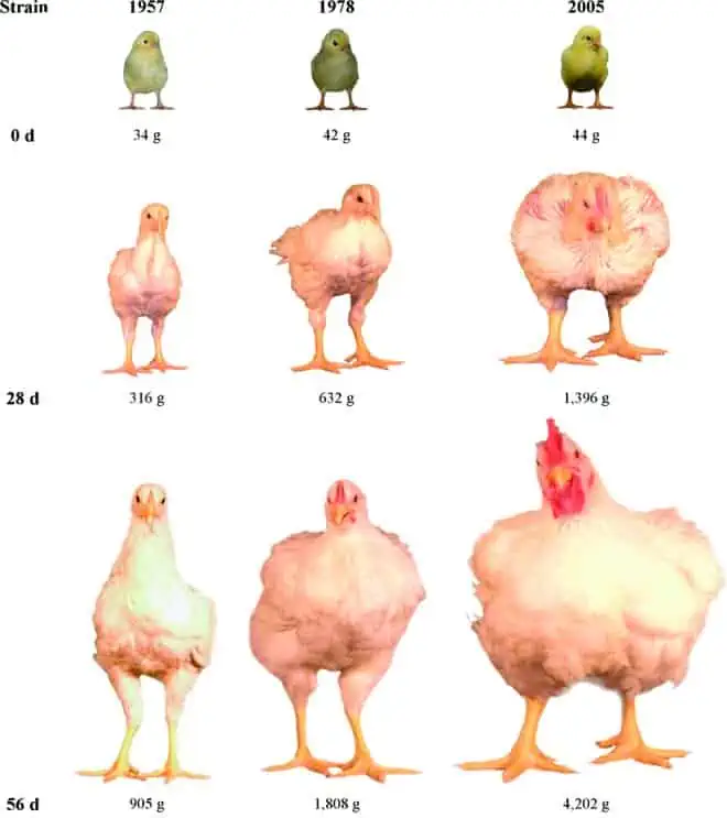 poulets
