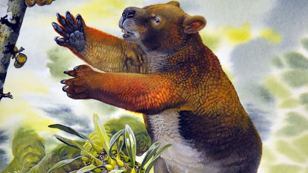 Nimbadon : les “ours d’automne” qui vivaient dans les arbres australiens ! Par Eric Rafidiarimanana (DGS) Une-Nimbadon-arbre-1024x576