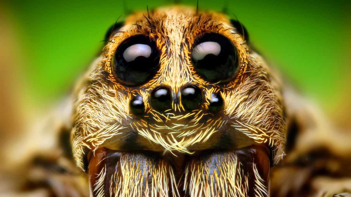 Les araignées bariolées voient les couleurs - Sciences et Avenir