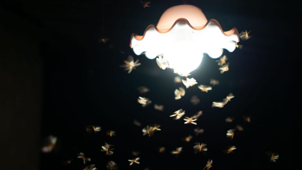 insectes lumière