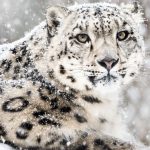 leopard-neige