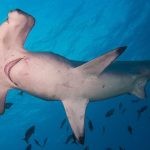 Requin marteau