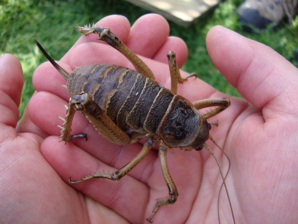 weta géant