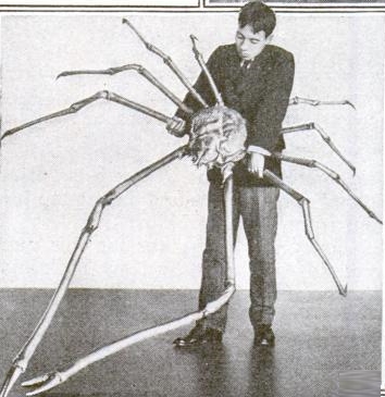 crabe araignée géant 