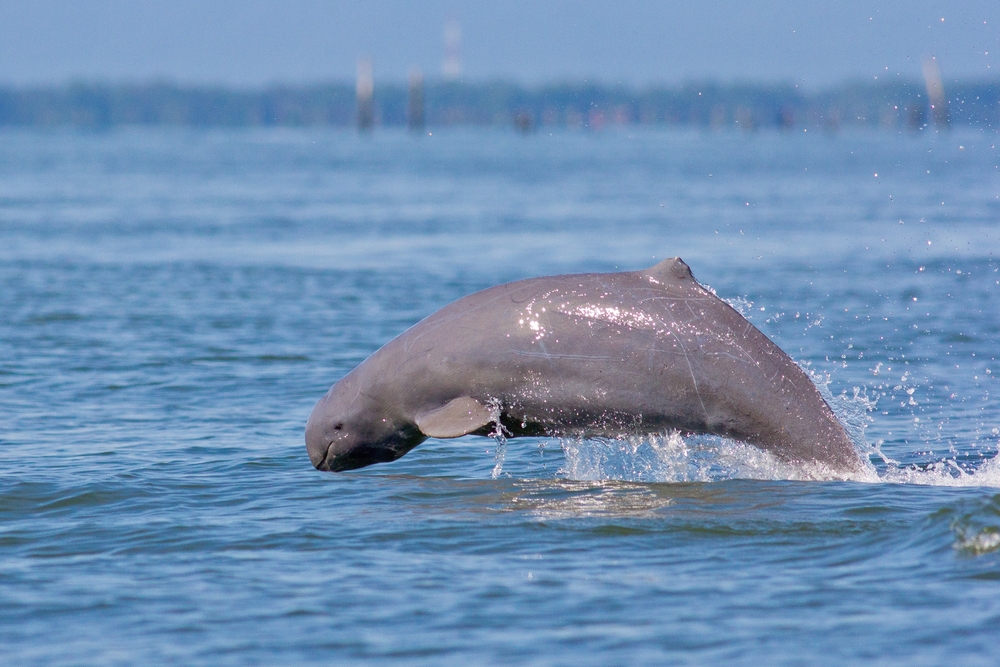 dauphins de l’Irrawaddy