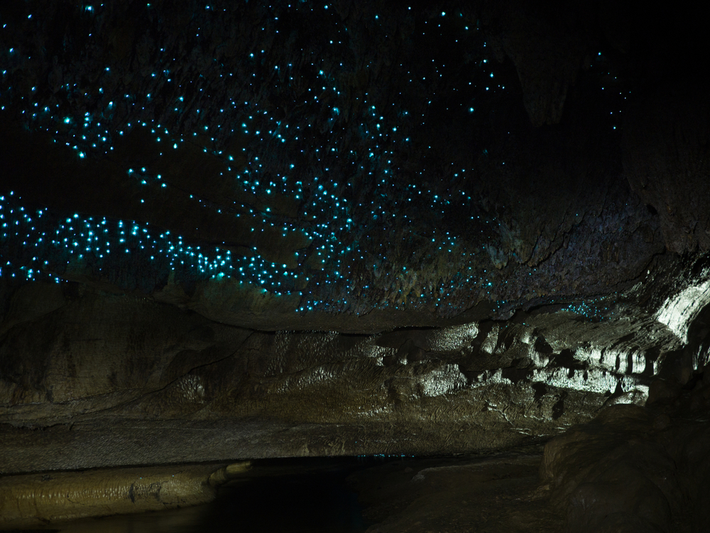 Waitomo Glowworm Caves