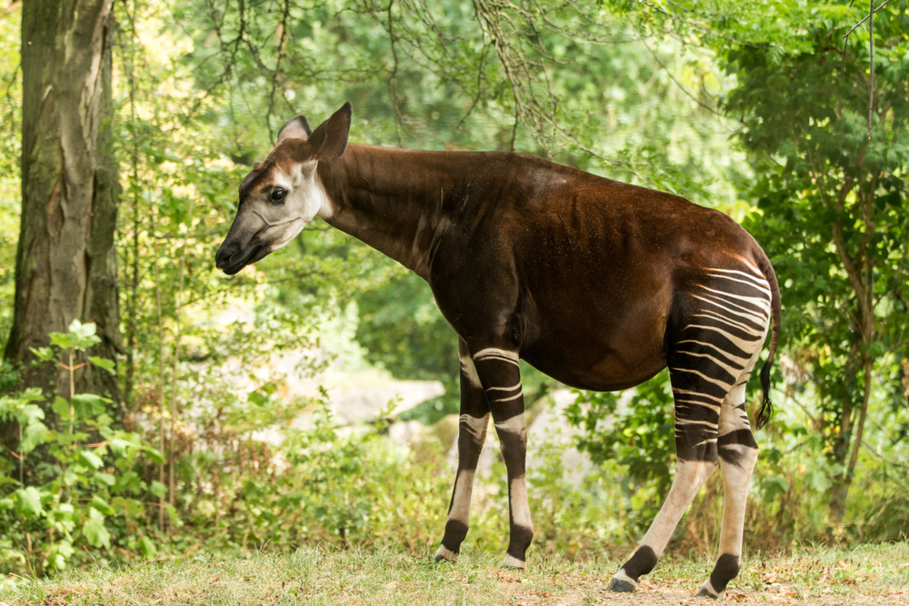 okapis