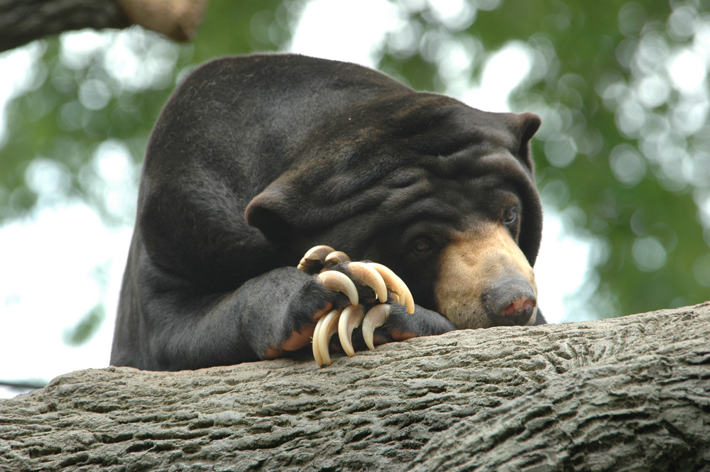 Nimbadon : les “ours d’automne” qui vivaient dans les arbres australiens ! Par Eric Rafidiarimanana (DGS) Ours