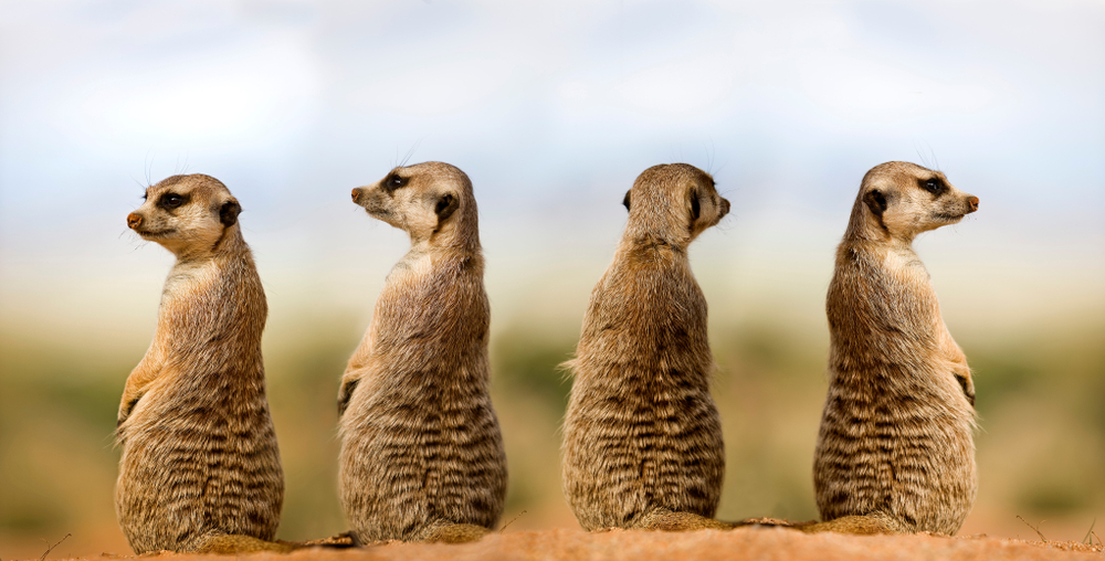 suricate