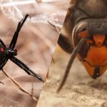 animaux dangereux France