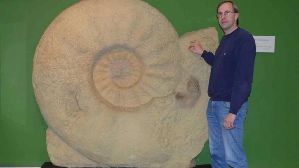 fossile ammonite