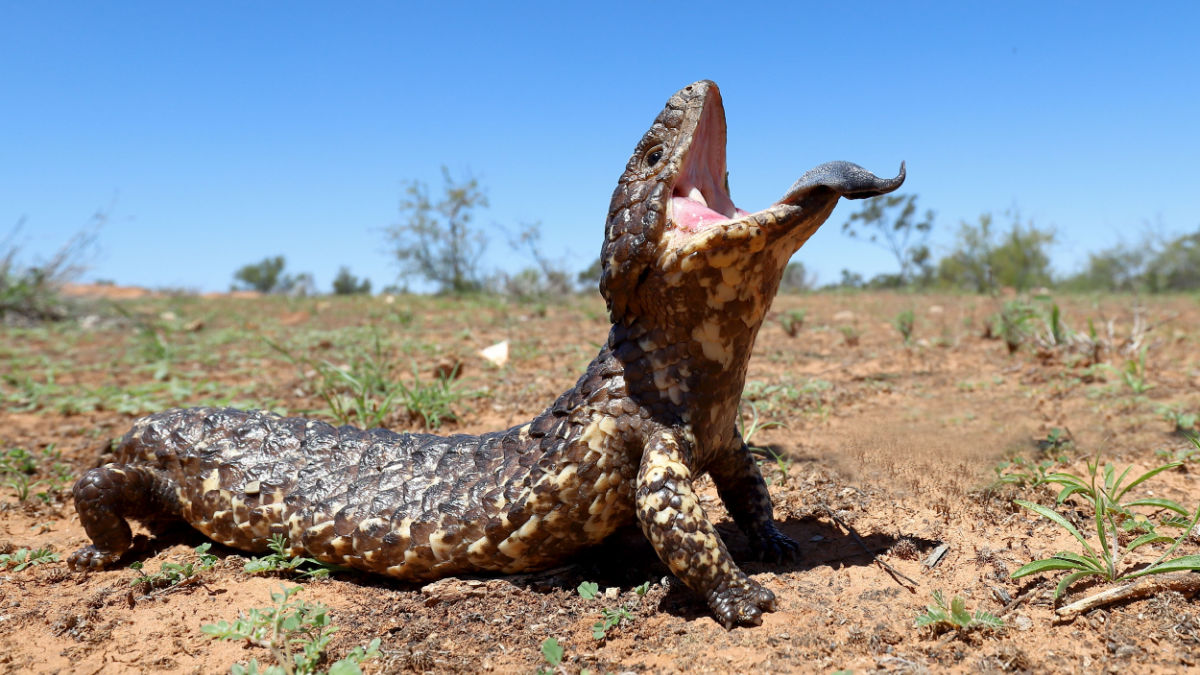 These giant armored lizards roamed South Australia 40,000 years ago.
