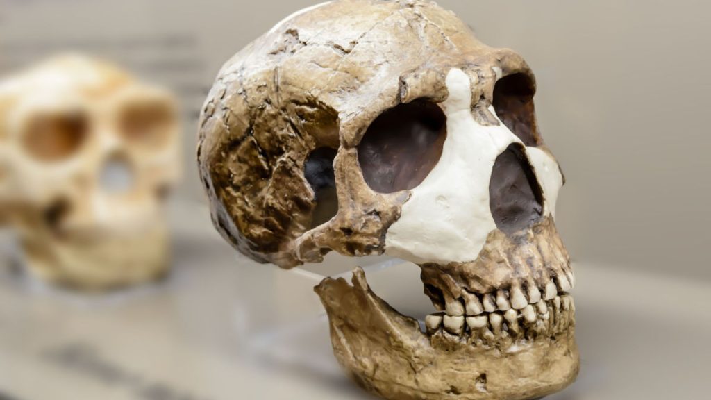 Néandertal crâne