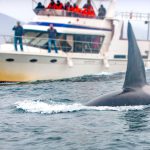 Une orque qui nage devant un bateau
