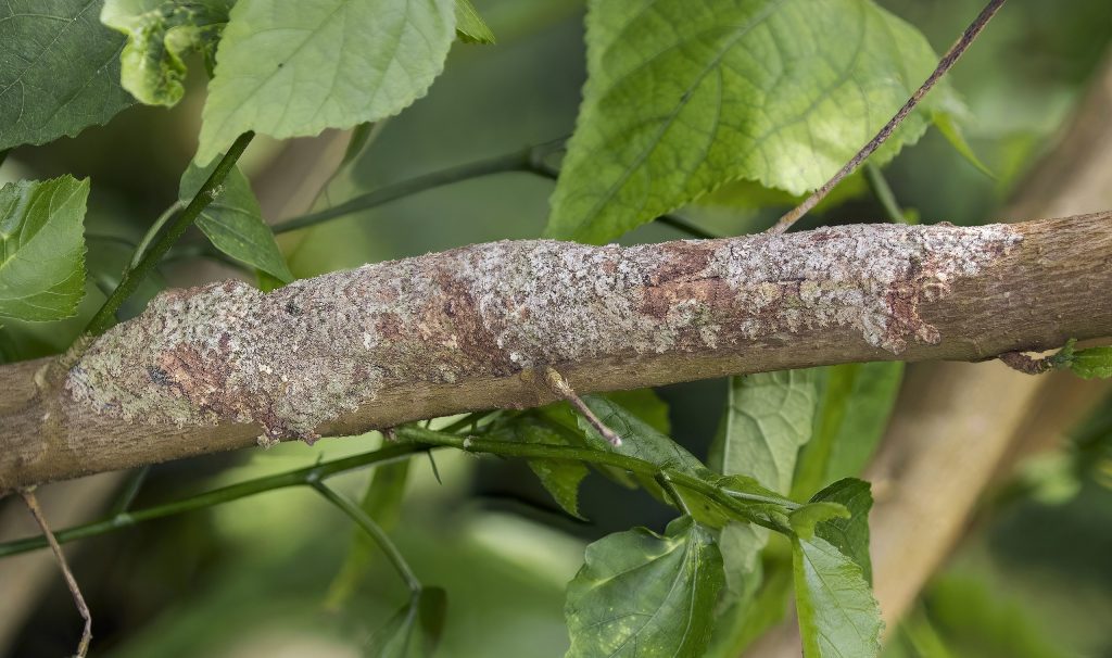 gecko-mousse à queue foliacée