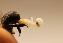 abeille ejaculer