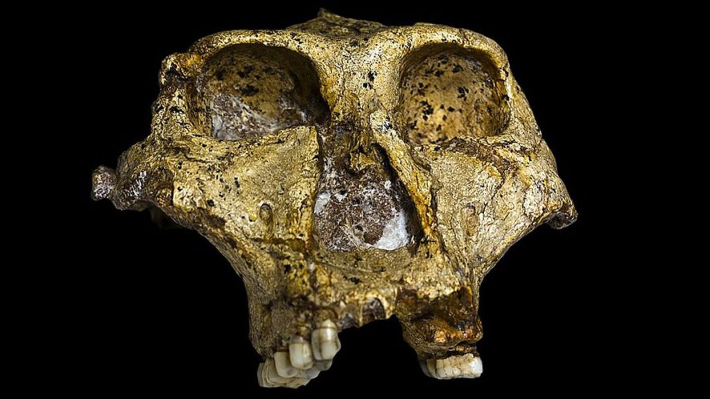 Crâne de Paranthropus robustus