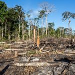 deforestation