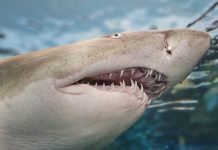 dents requin