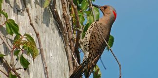 Un fossile de pic exceptionnel découvert en Argentine