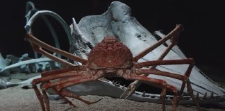 crabe-araignée géant