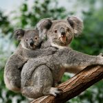 koala