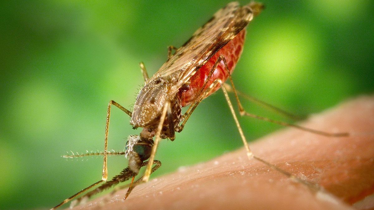 Here’s how to avoid mosquito bites this summer