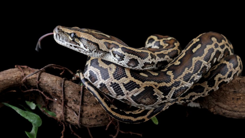 python birman