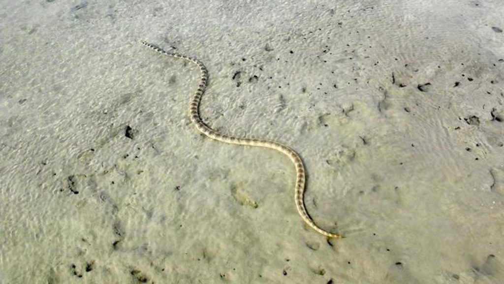 serpent de mer