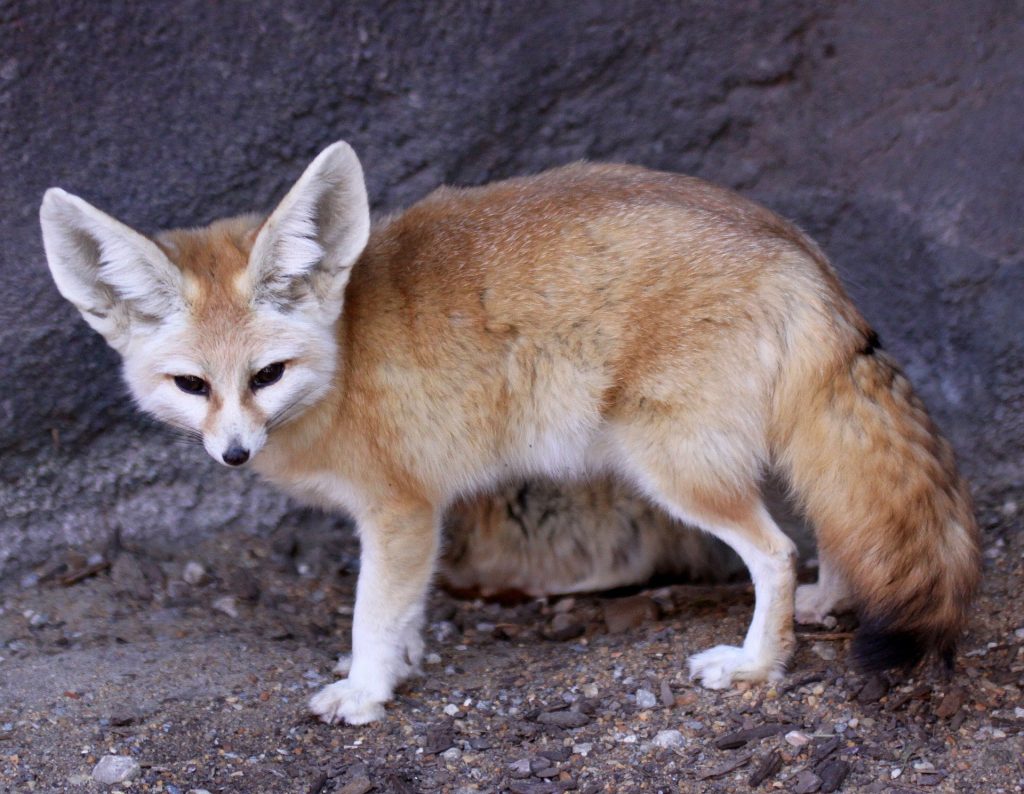 fennec