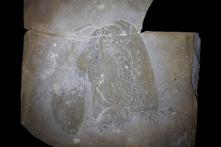 méduse préhistorique